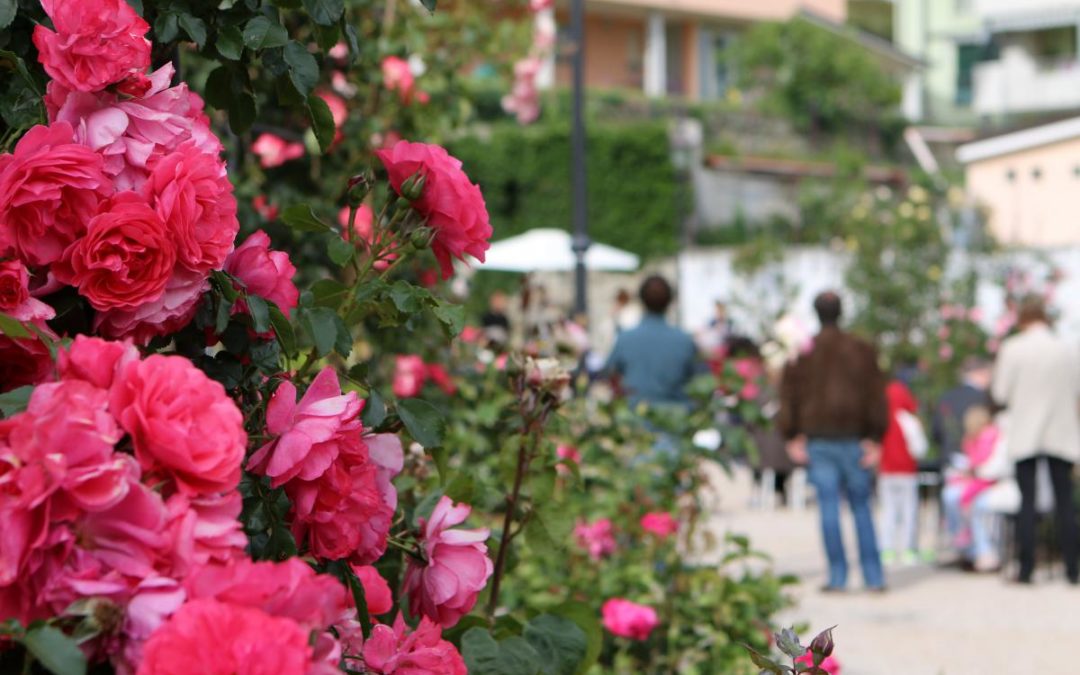 Primavera a Trieste