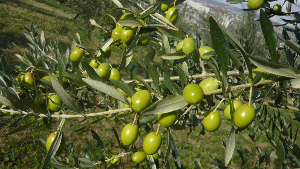 Olive Fior Rosso