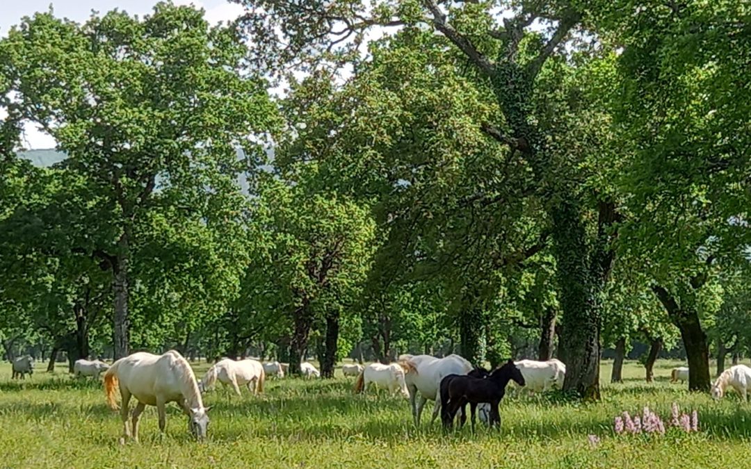 Lipica e il cavallo lipizzano